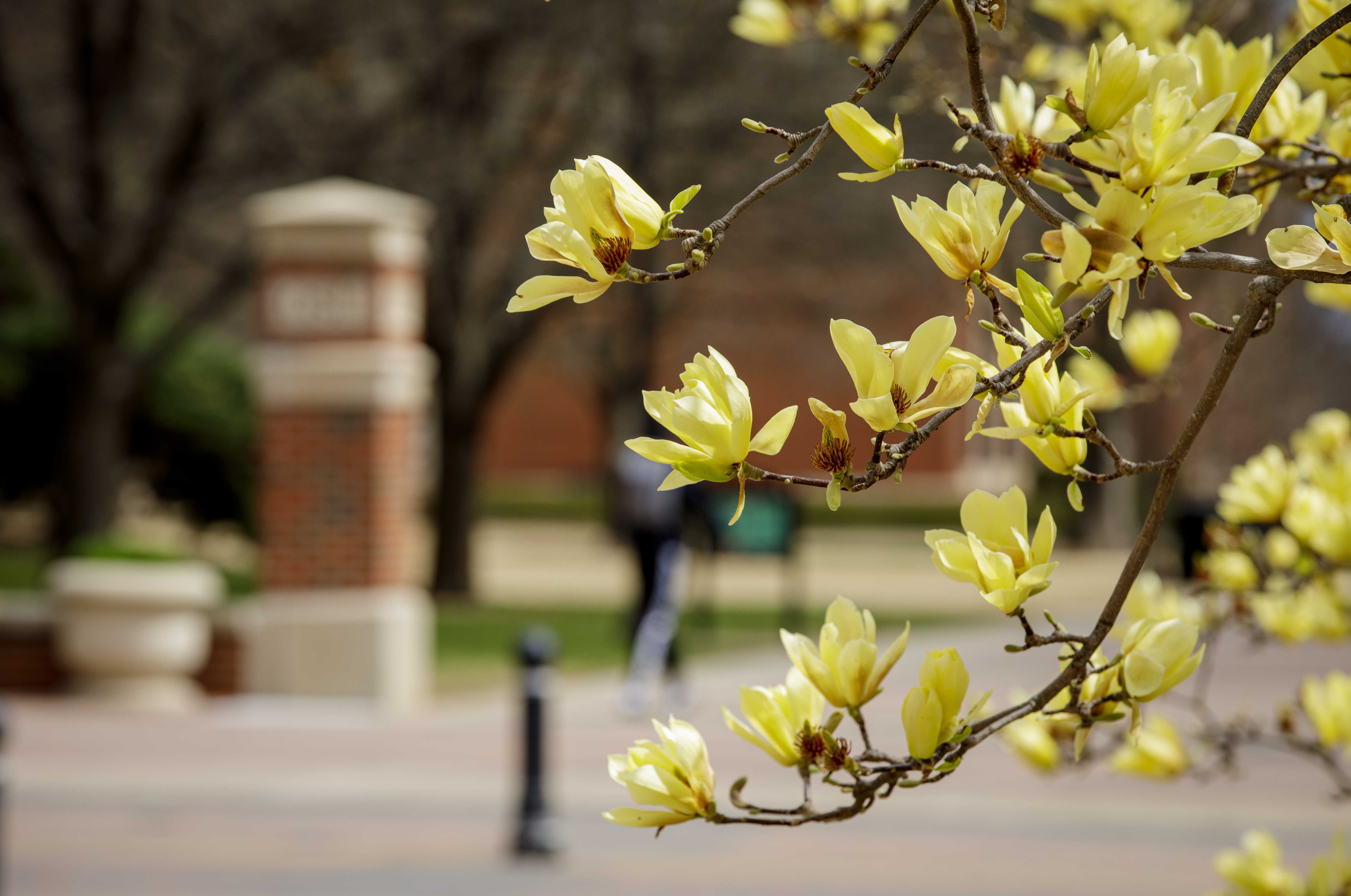Campus Beautification In The News | Oklahoma State University