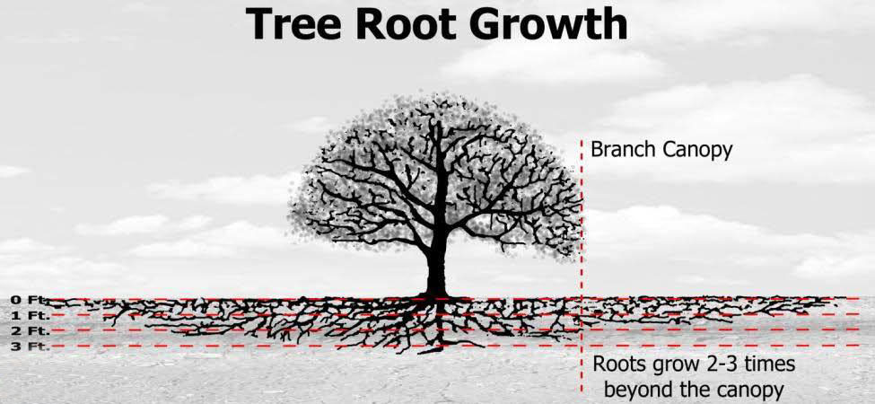 Tree Root Growth Tree Root Growth