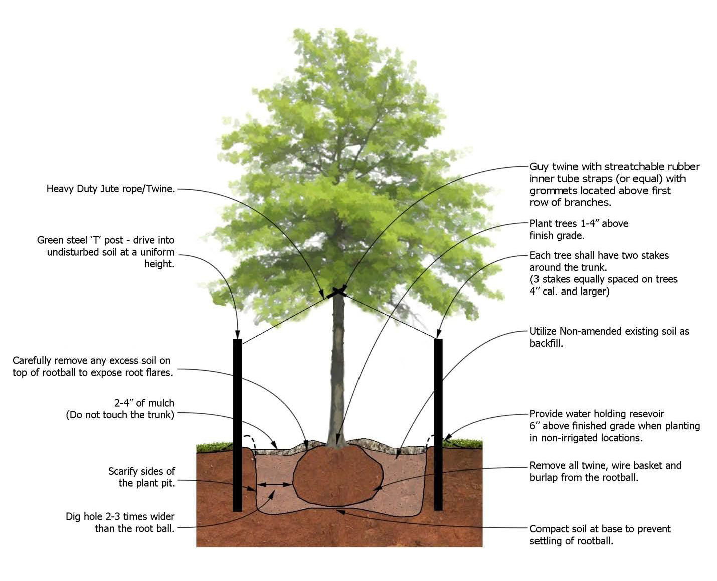 Tree Planting Schematic Tree Planting Schematic