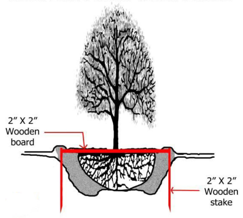 Root Ball Stabilization Root Ball Stabilization