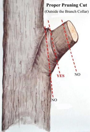 Proper Pruning Cut Proper Pruning Cut