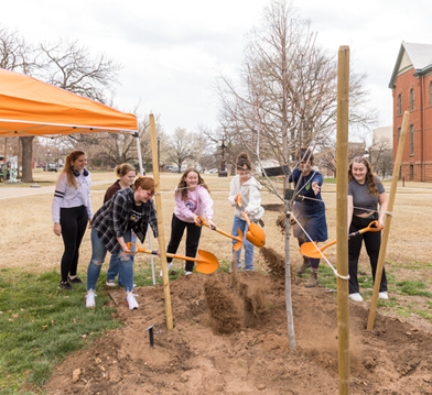 Tree Planting Red Point Red Maple Tree Planting Red Point Red Maple